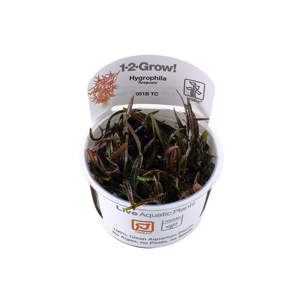 Tropica stonková rostlina Hygrophila lancea Araguaia
