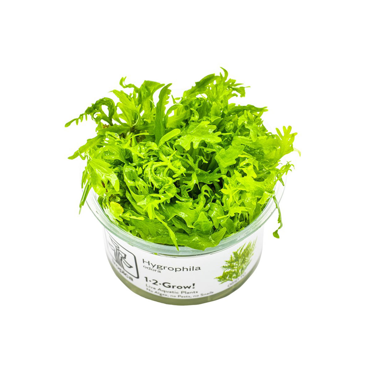Tropica stonková rostlina Hygrophila odora