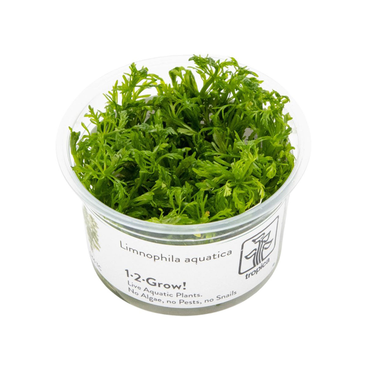 Tropica stonková rostlina Limnophila aquatica